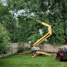 Professional  Tree Services in Box Elder, SD